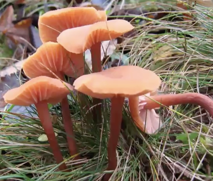 LaccariaLaccata
