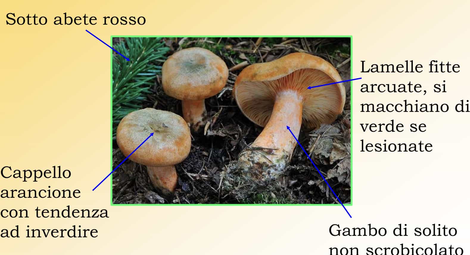 LactariusDeterrimus