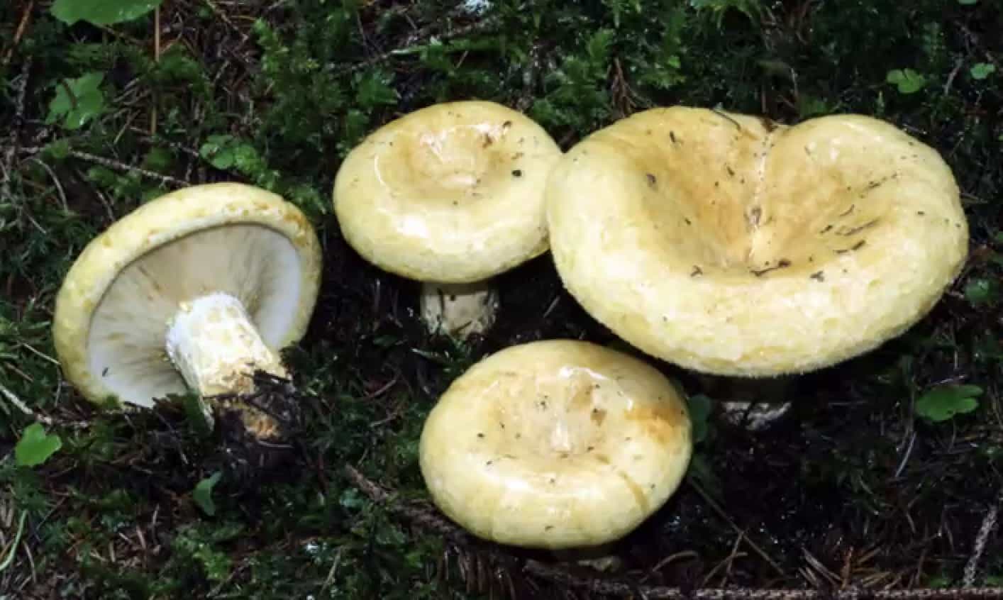 LactariusIntermedius