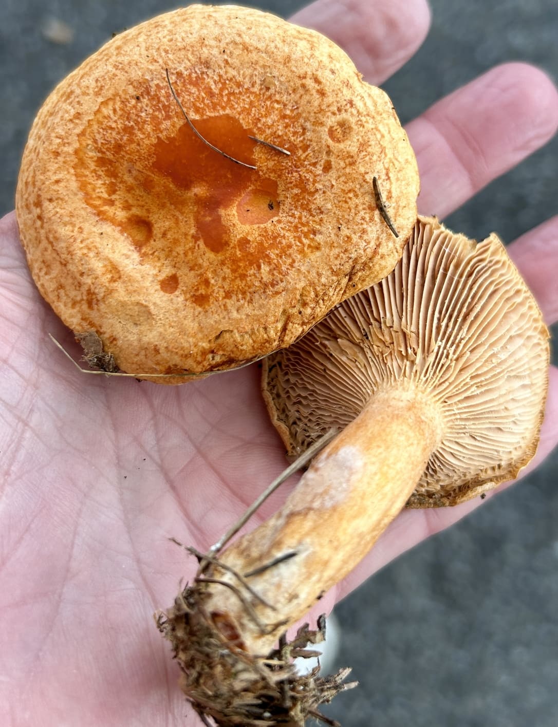 LactariusPorninsis