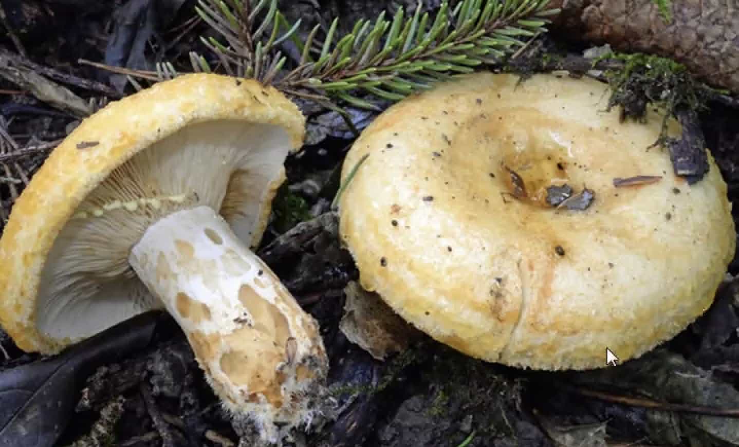 LactariusScrobilulatus