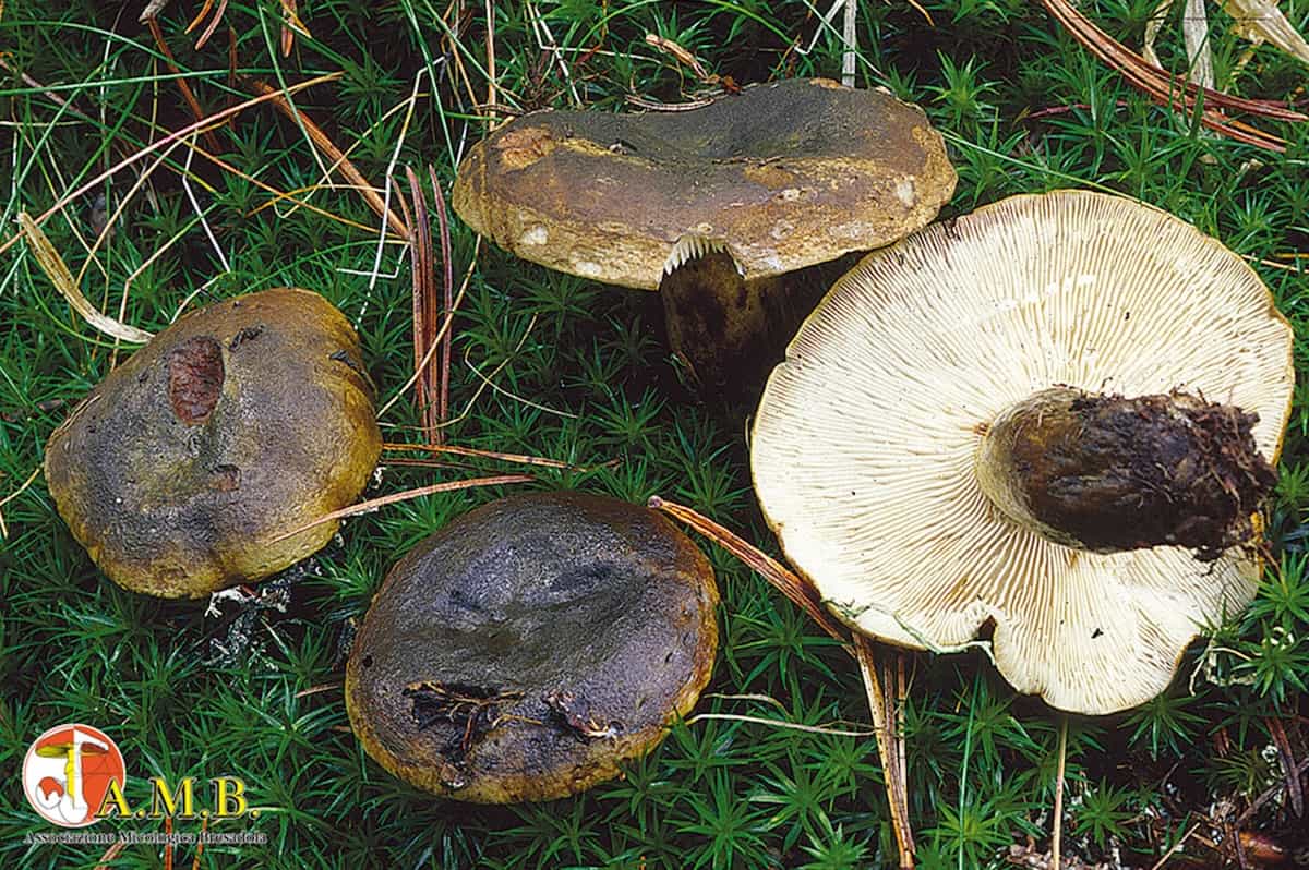 LactariusTurpisVelenosi