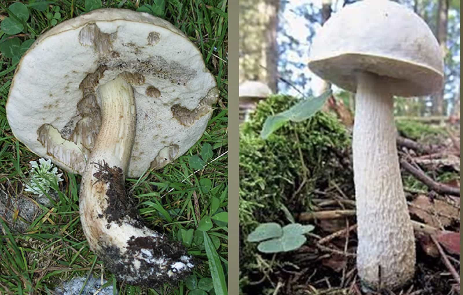 LeccinumHolopus