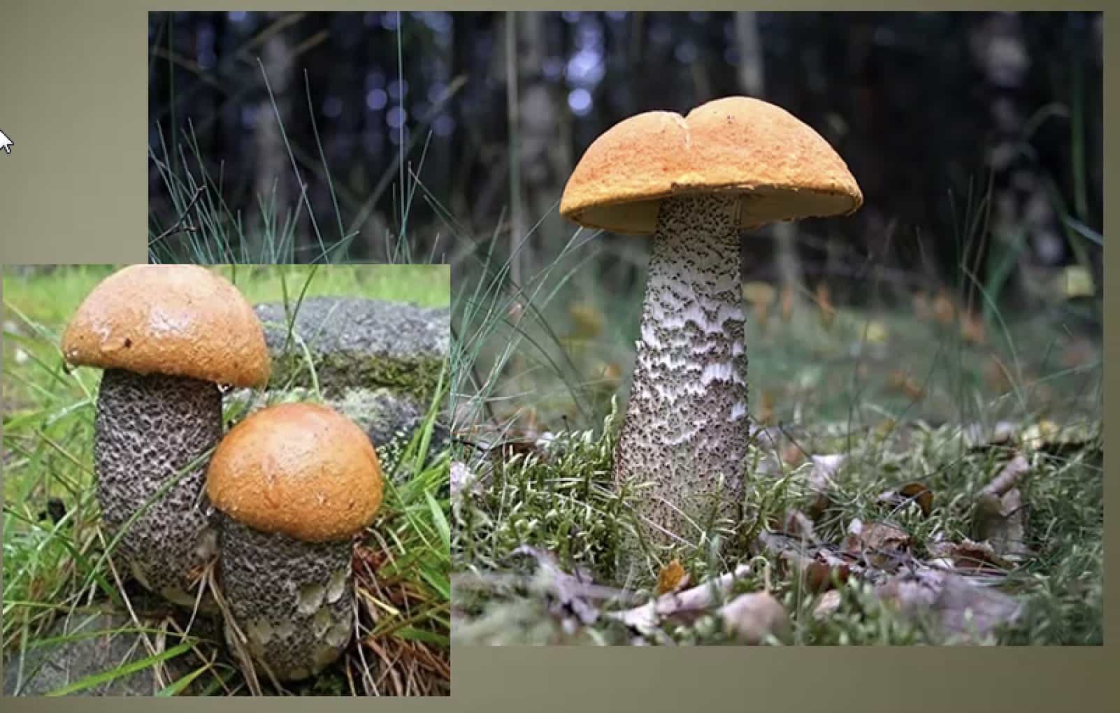LeccinumVersipelle
