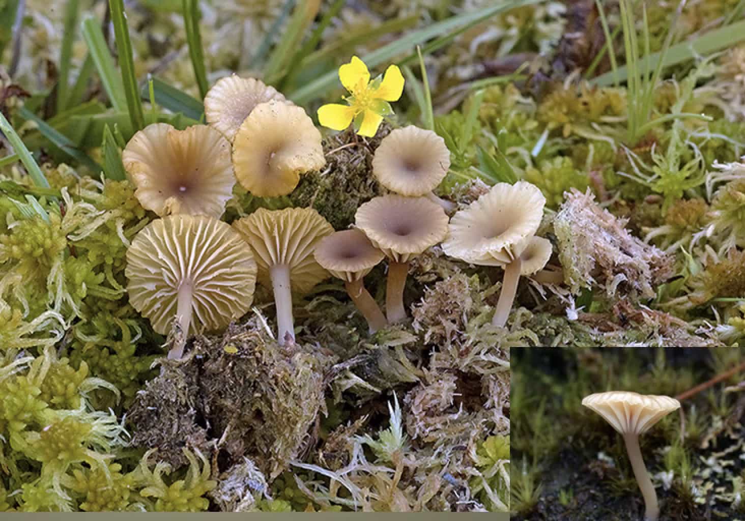 LichenomphaliaUmbellifera