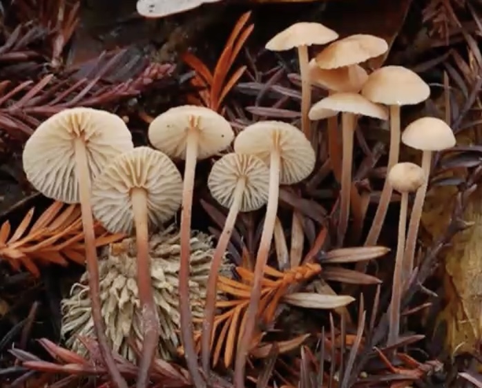 MarasmiusScorodonius