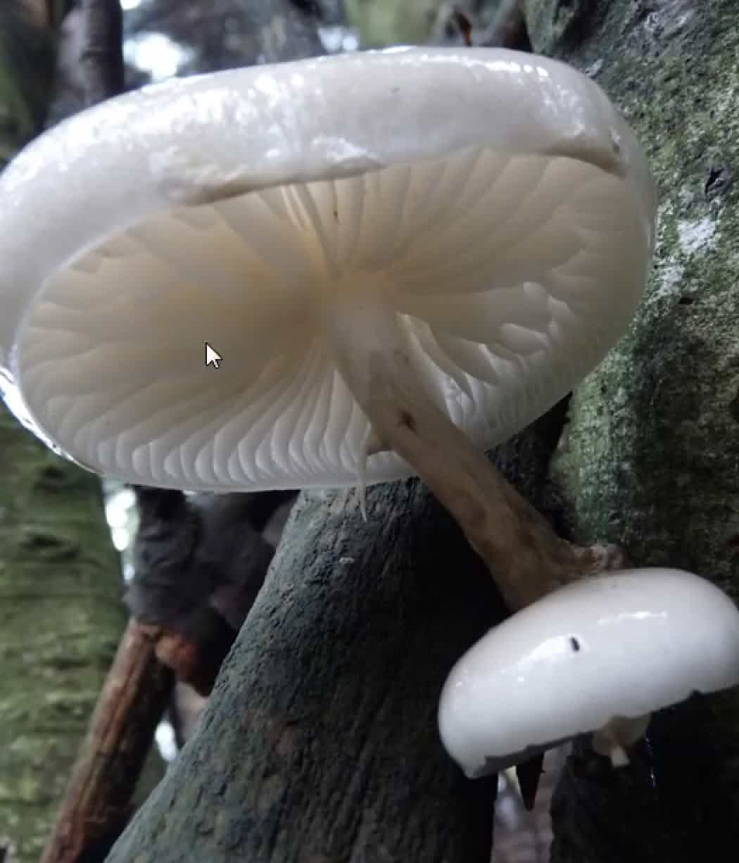 MucidulaMucida