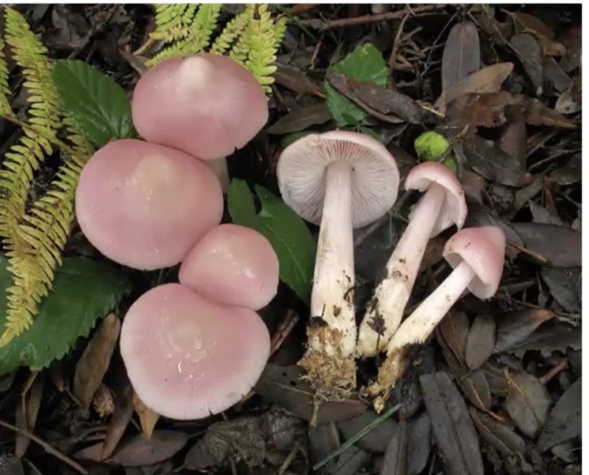 MycenaRoseaBVDT