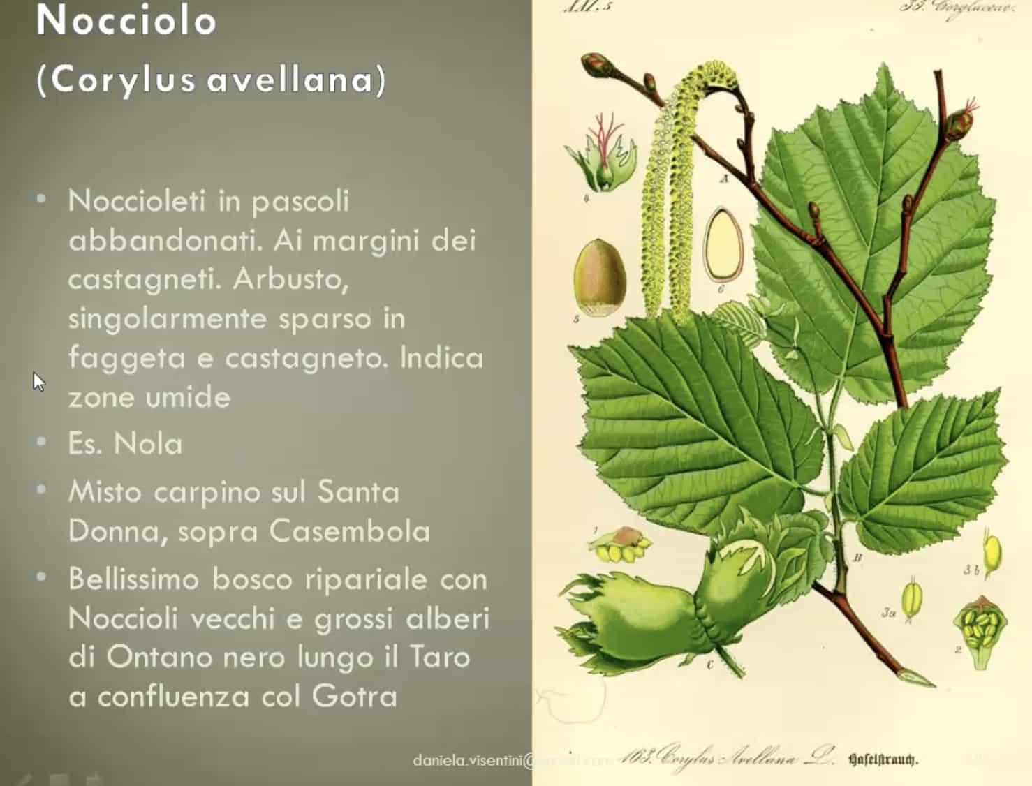 Nocciolo