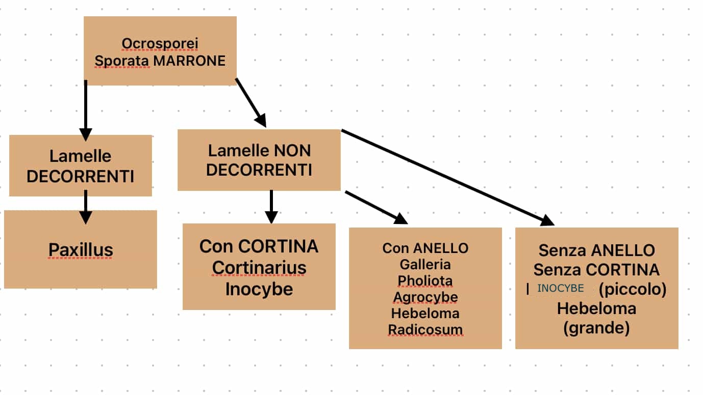OcrosporeiSporeMarrone