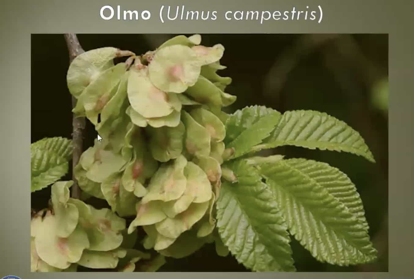 Olmo