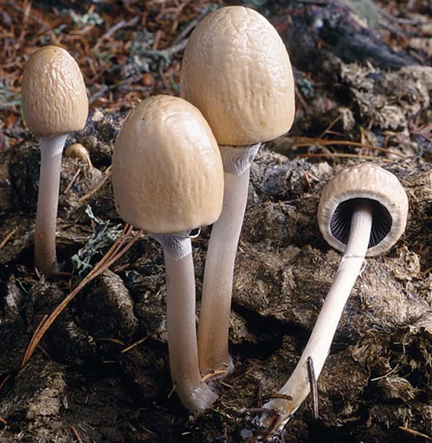 Panaeolus semiovatusFunghi velenosi