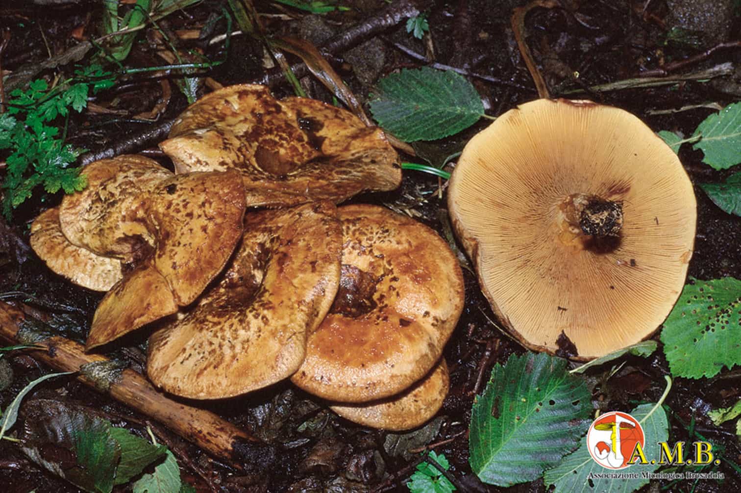 Paxillus rubicundulus velenoso