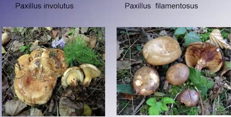 PaxillusDue