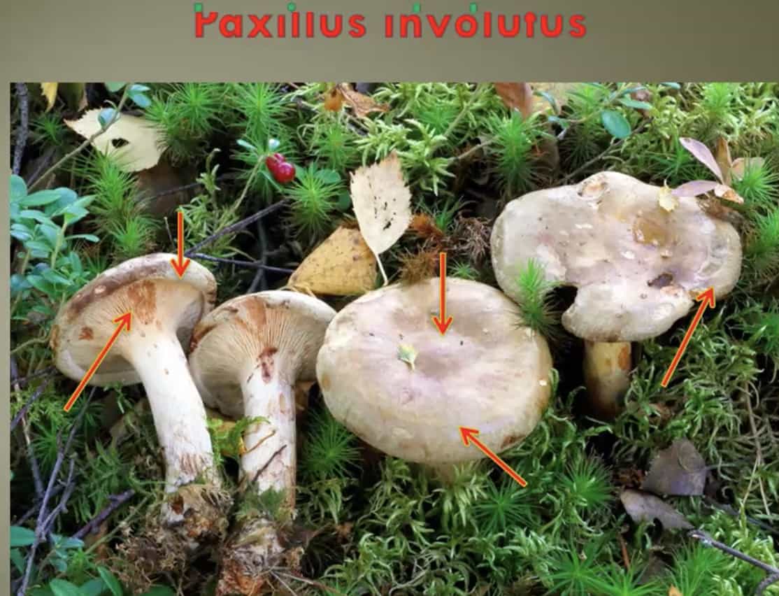 PaxillusInvolutus3