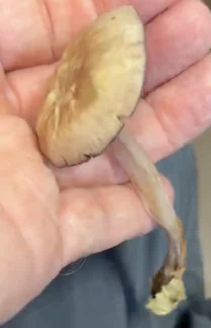 Pelianthina2
