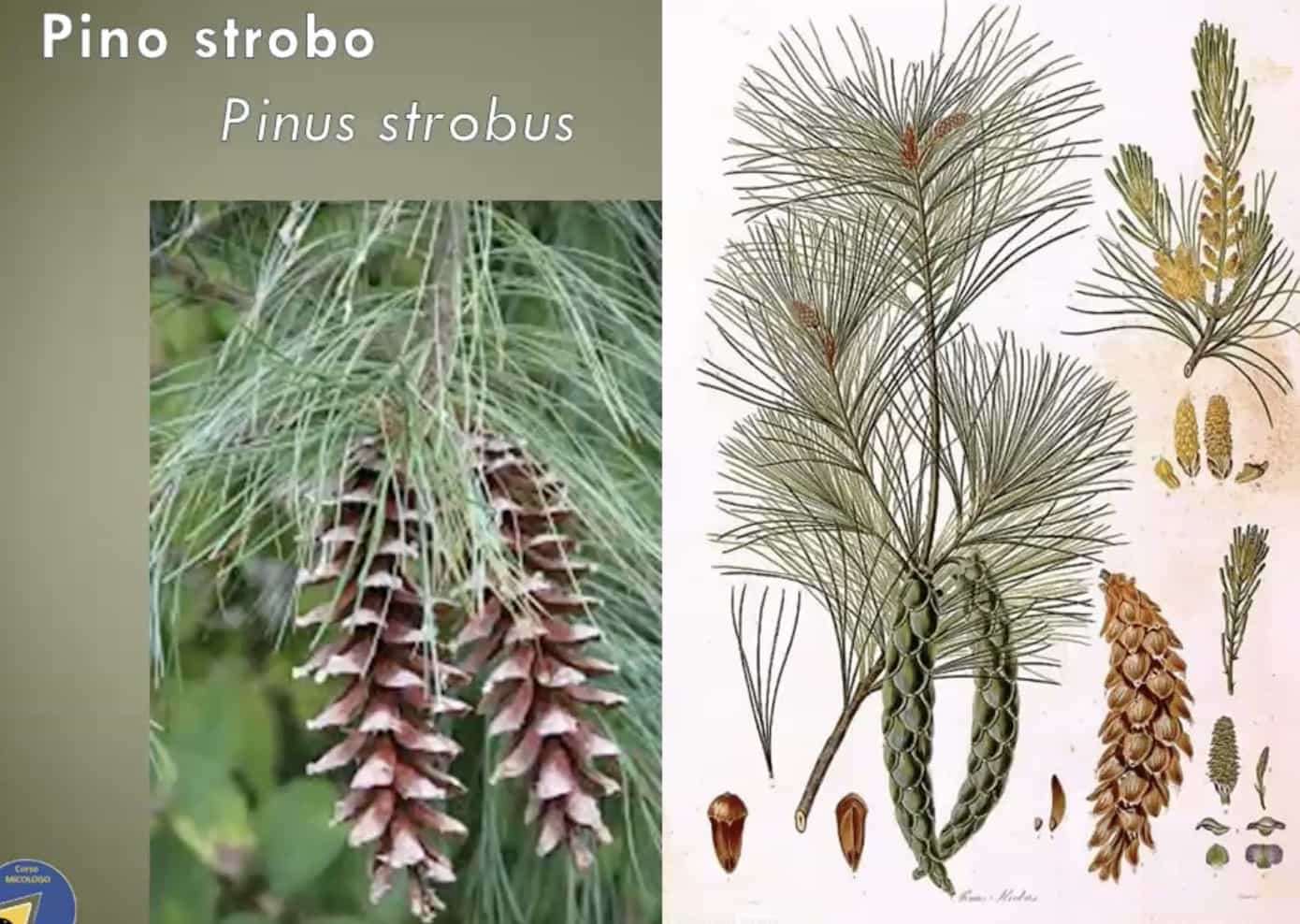 PinoStrobo