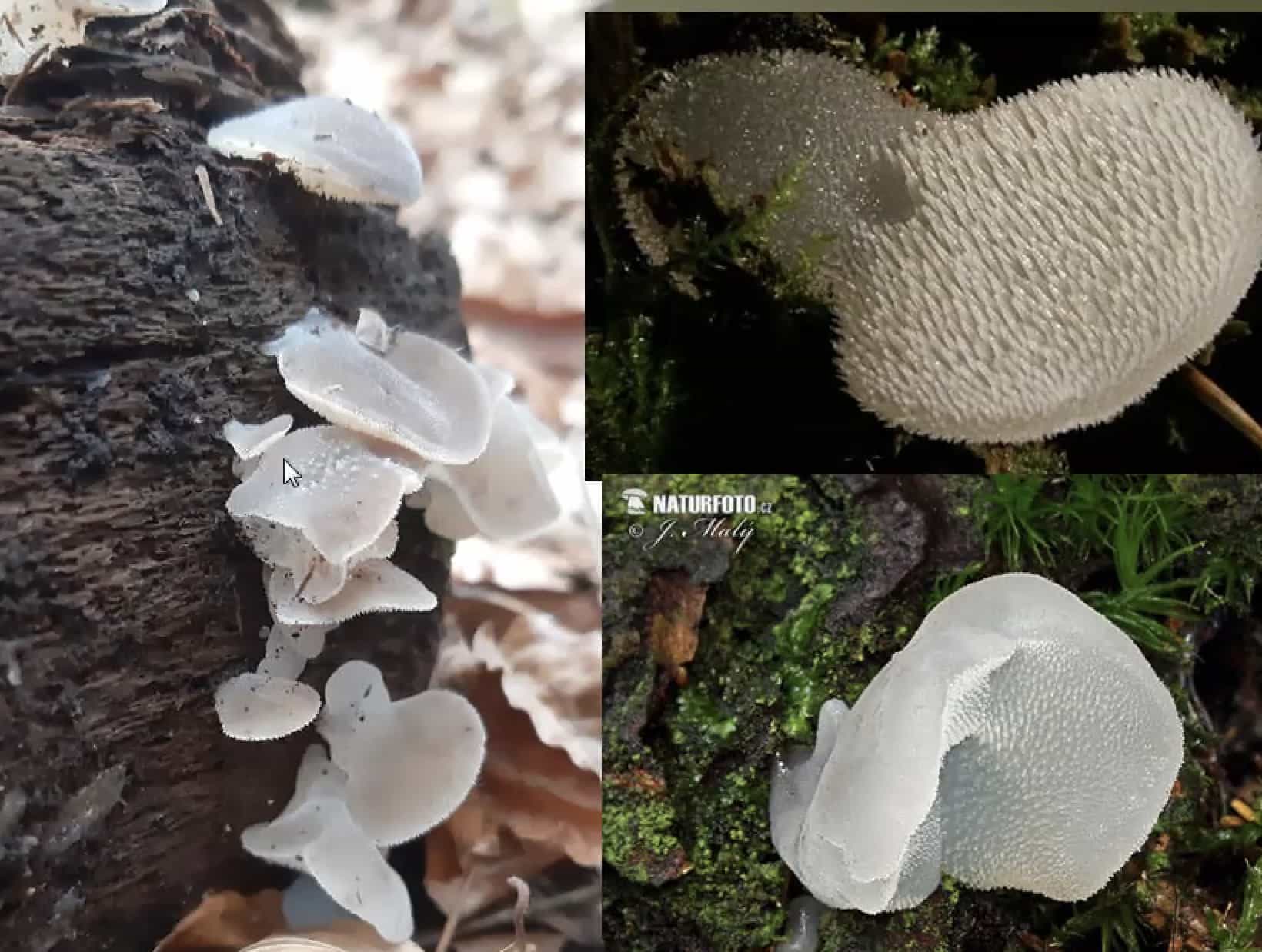 PseudoHydnumGelatinosum