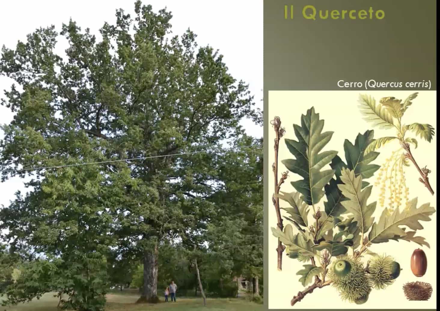 Quercia