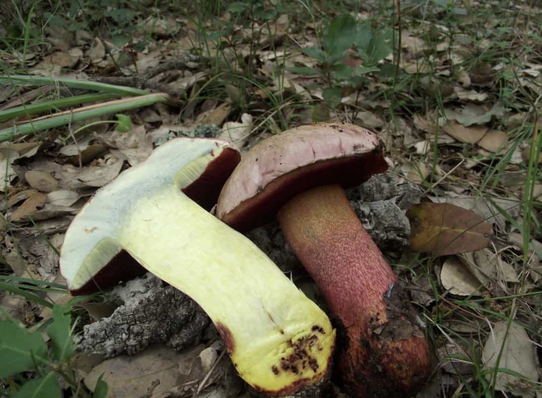 RubroboletusRhodoxanthus2
