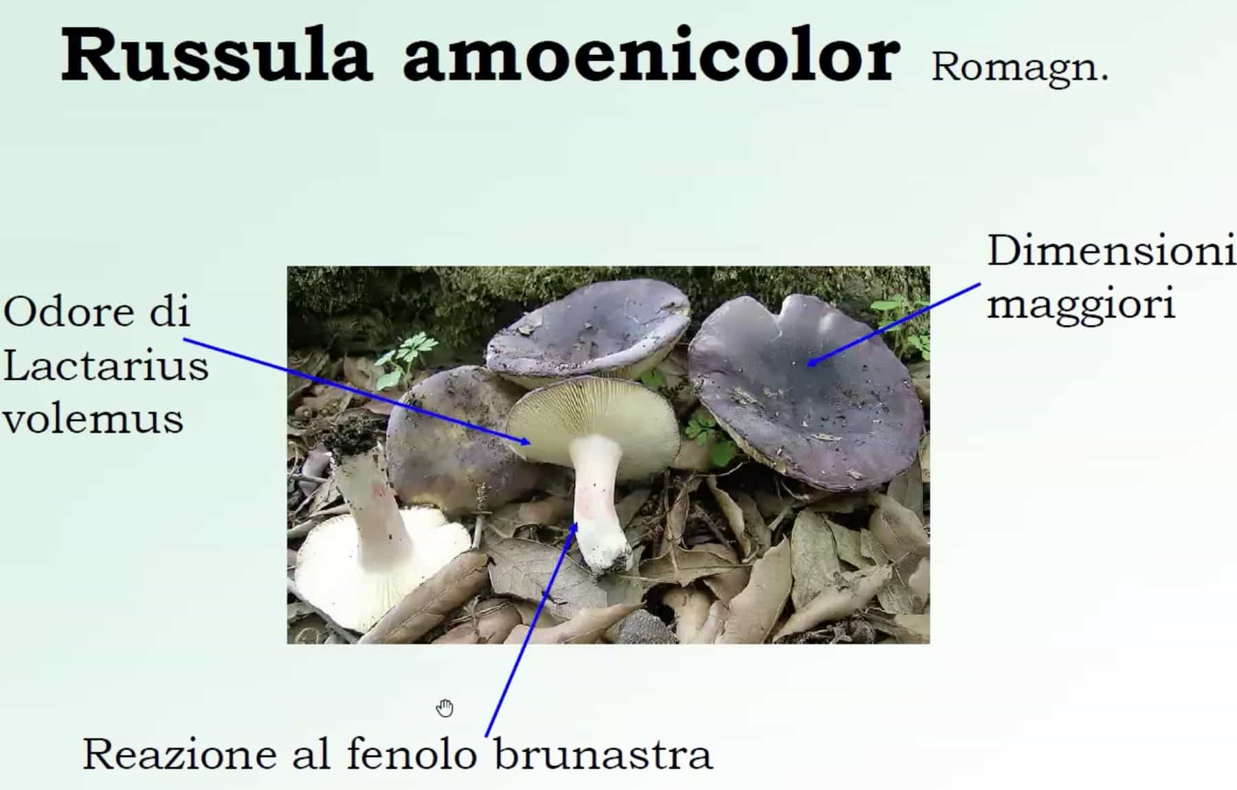 RussulaAmoenicolor