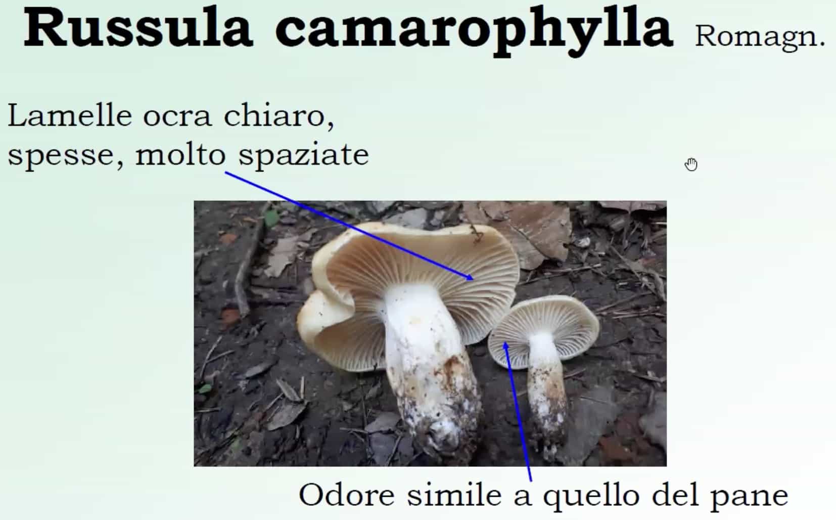 RussulaCamarophylla