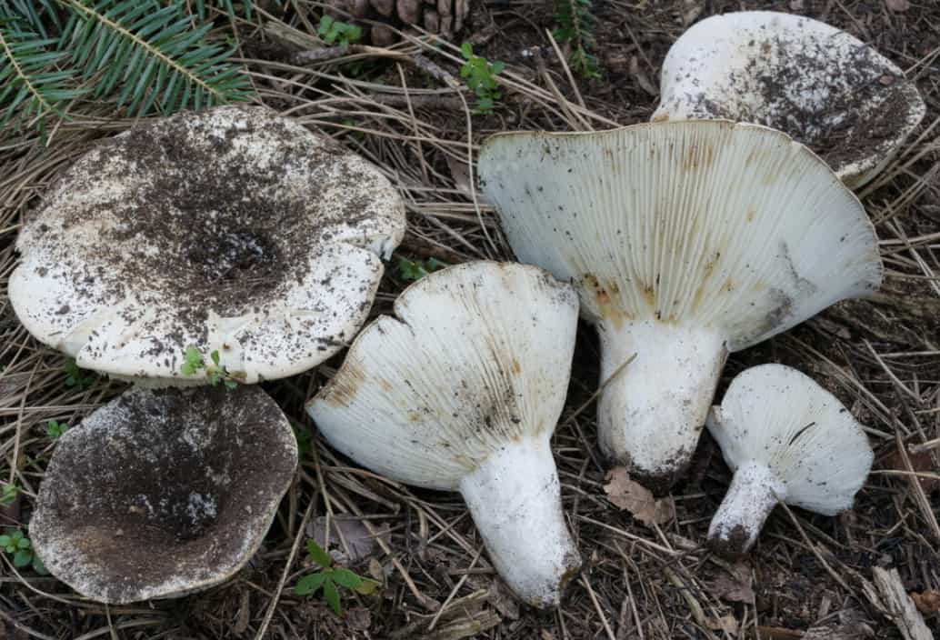RussulaChloroides1