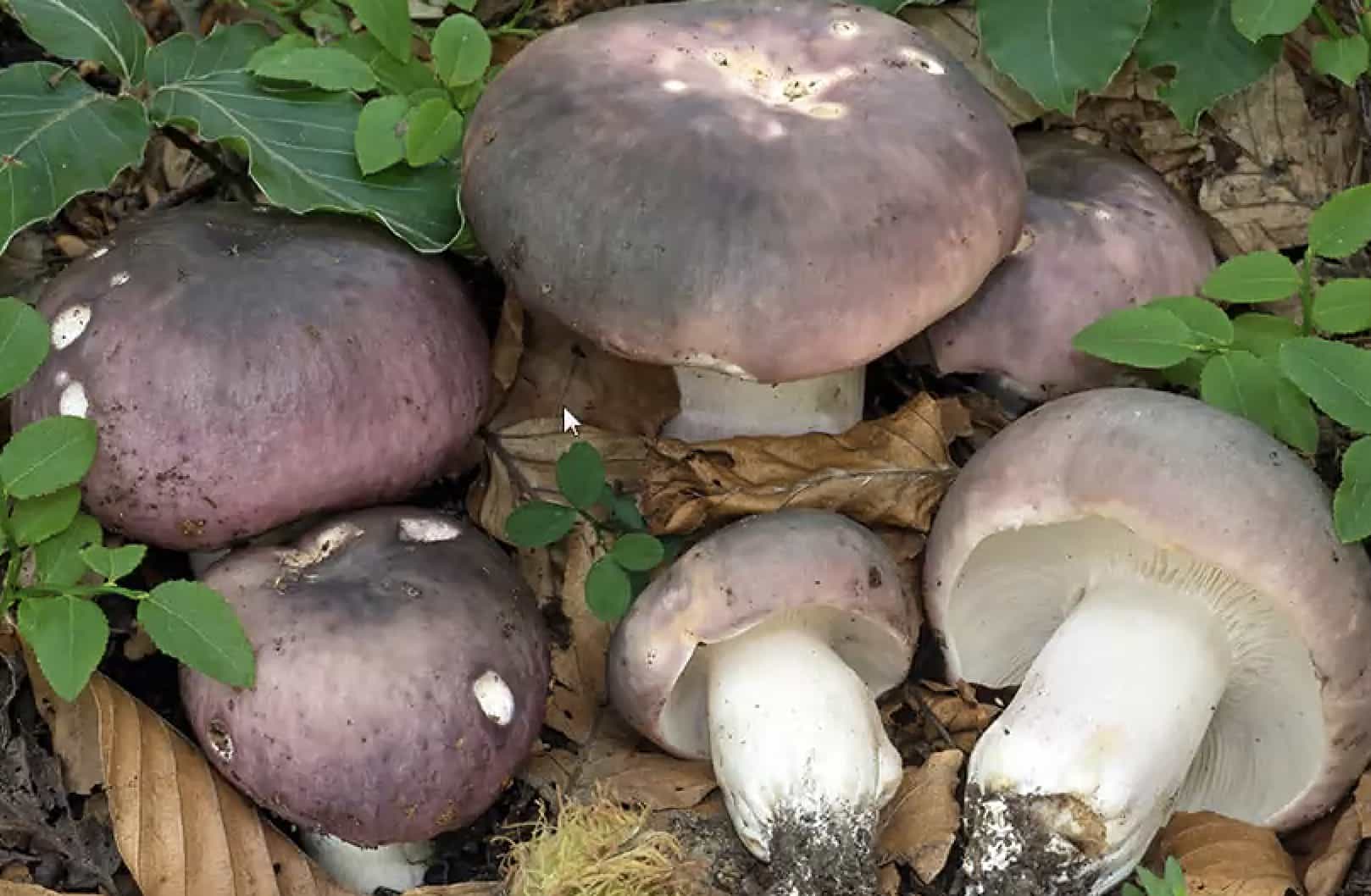 RussulaCianoxantha