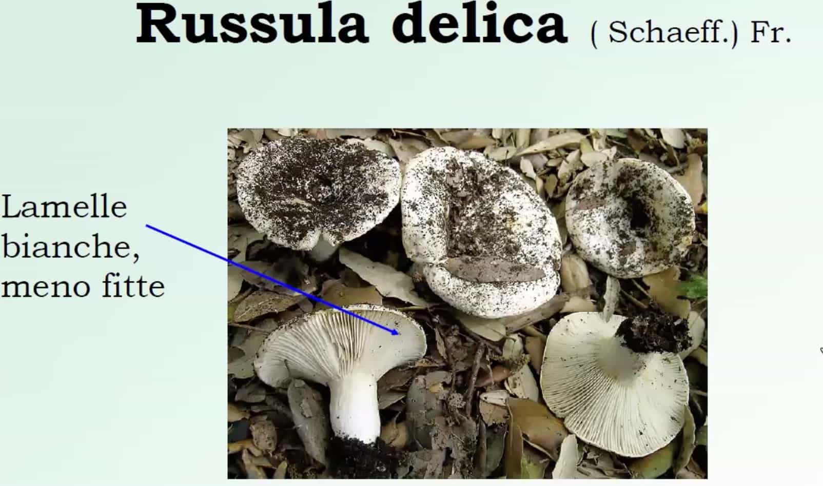 RussulaDelica