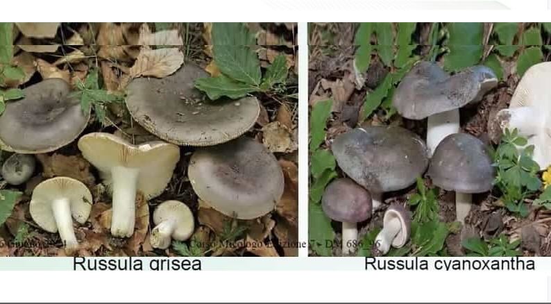 RussuladueSpeci2