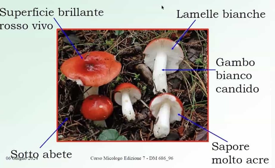 RussulaEmetica