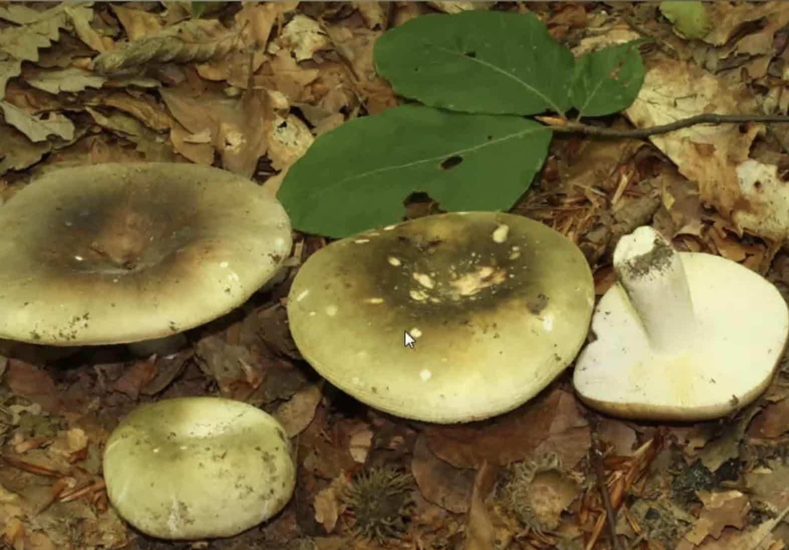 RussulaEtherophylla
