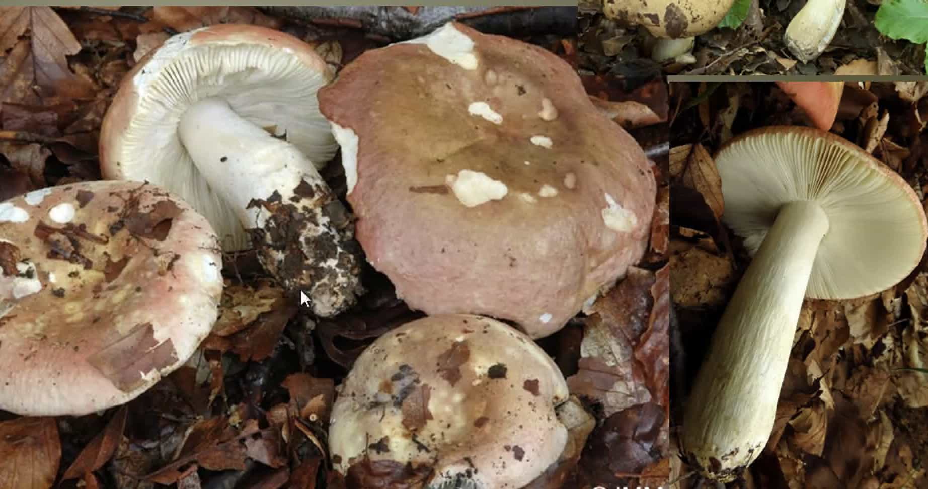 RussulaFaginea