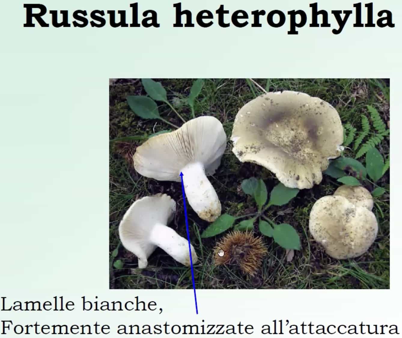 RussulaHeterophylla