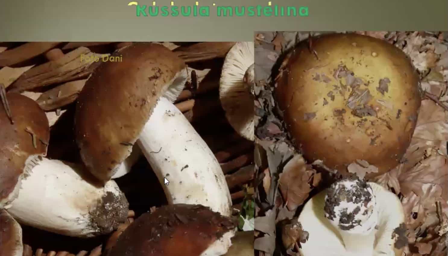 RussulaMustelinaFaggio