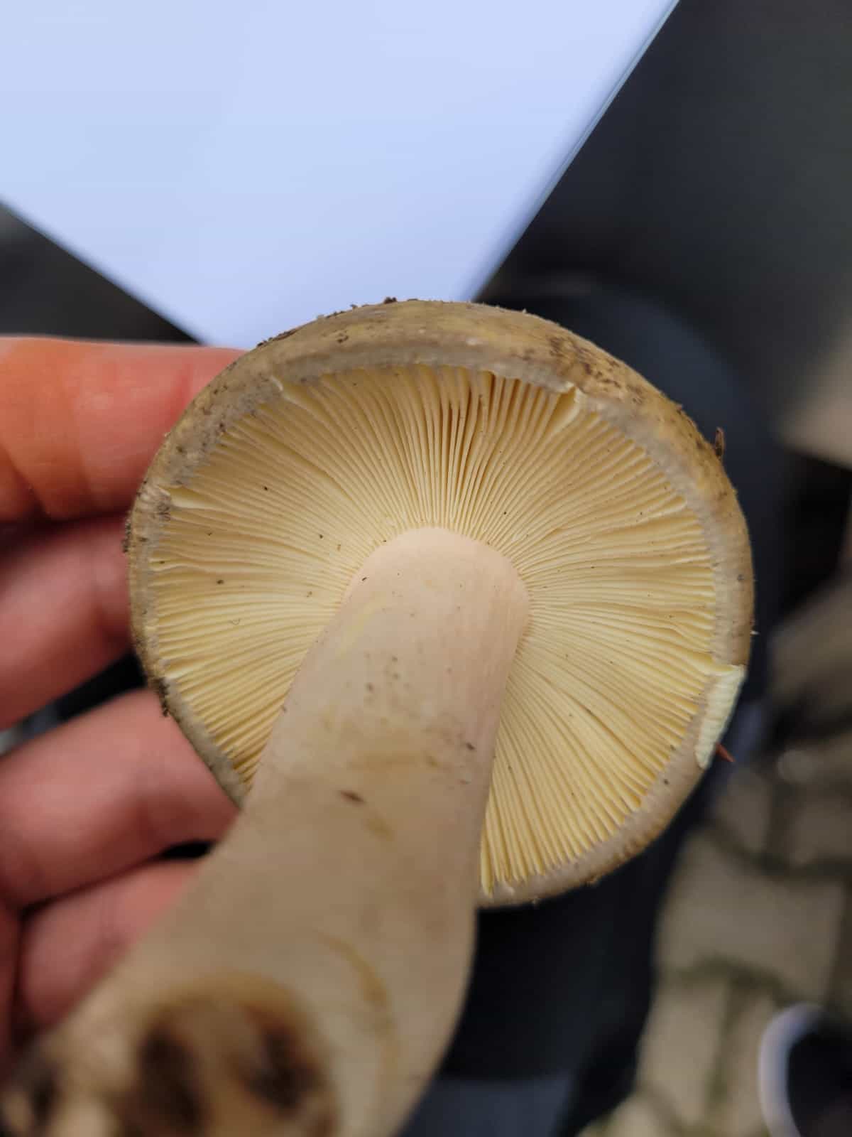 RussulaOlivacea2