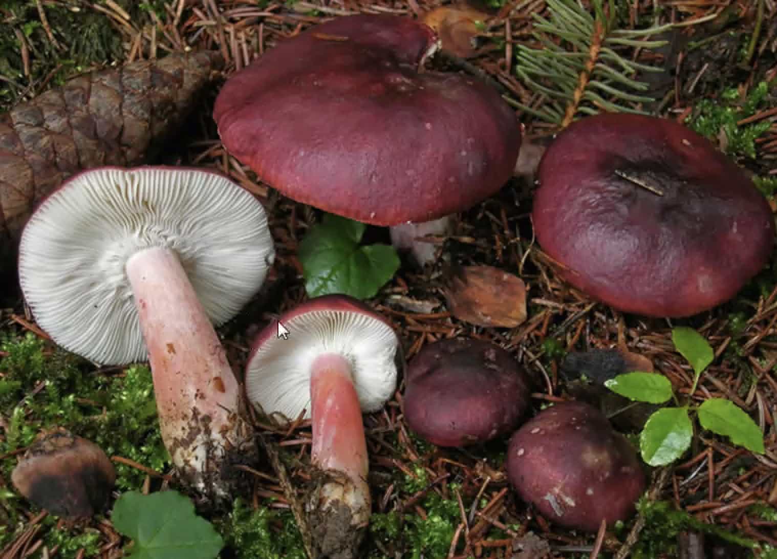 RussulaQueletii