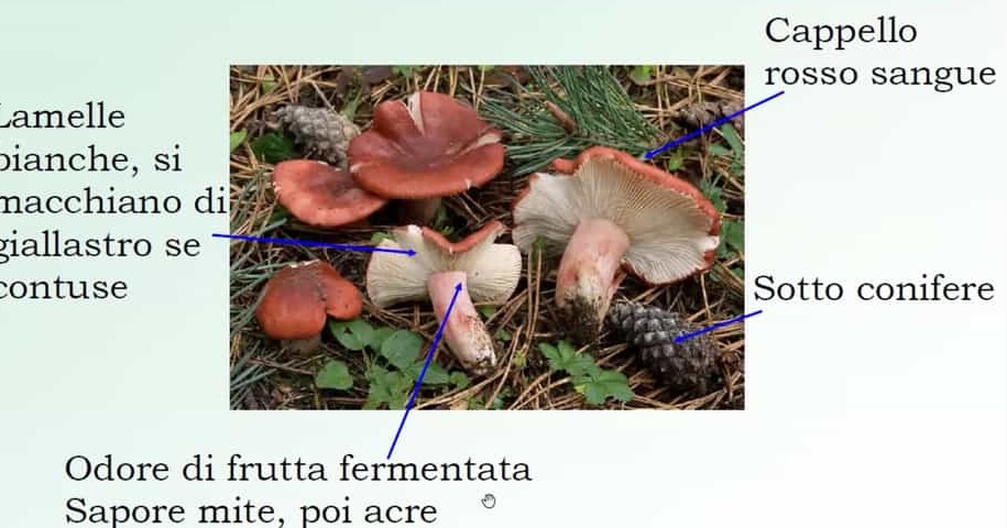 RussulaSanguinea