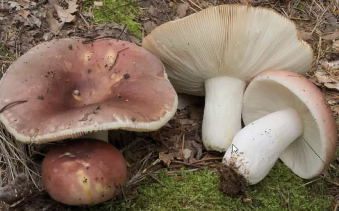 RussulaVesca