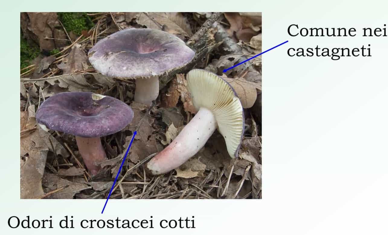 RussulaVioleipes