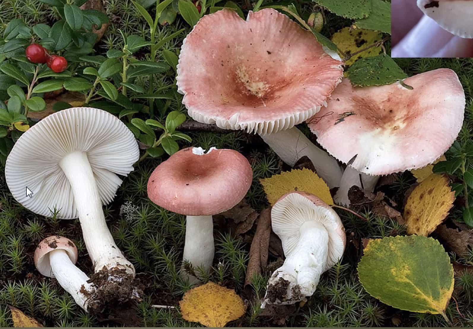 Russulabetularum