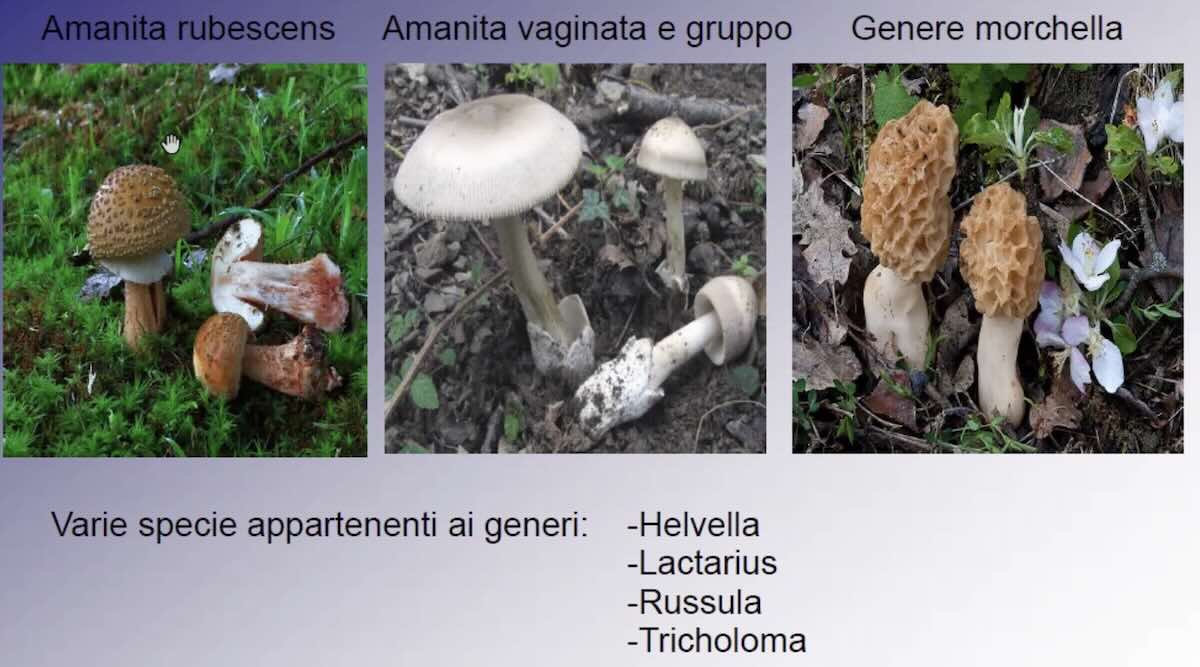 SindromeEmolitica