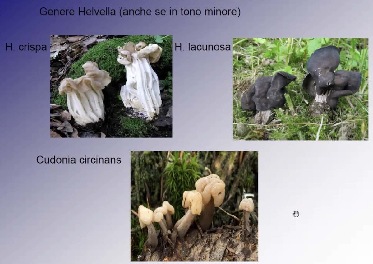 SindromeGiromitrica