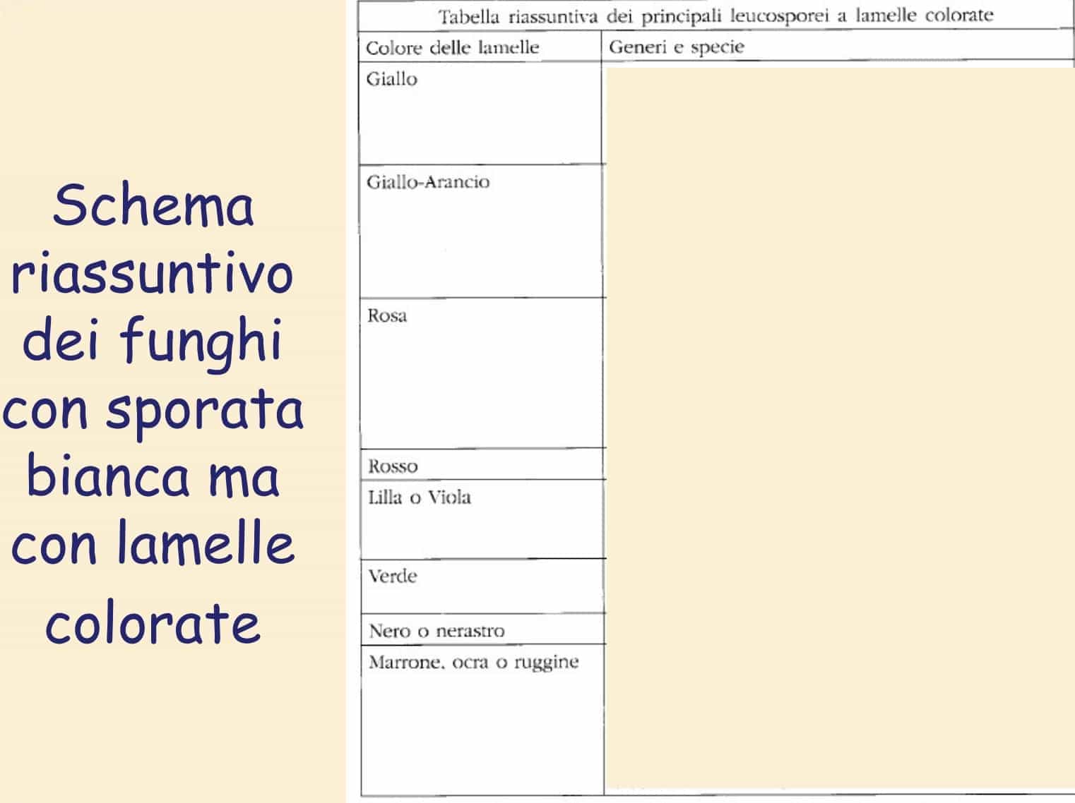 SporataBCA Lam colorat