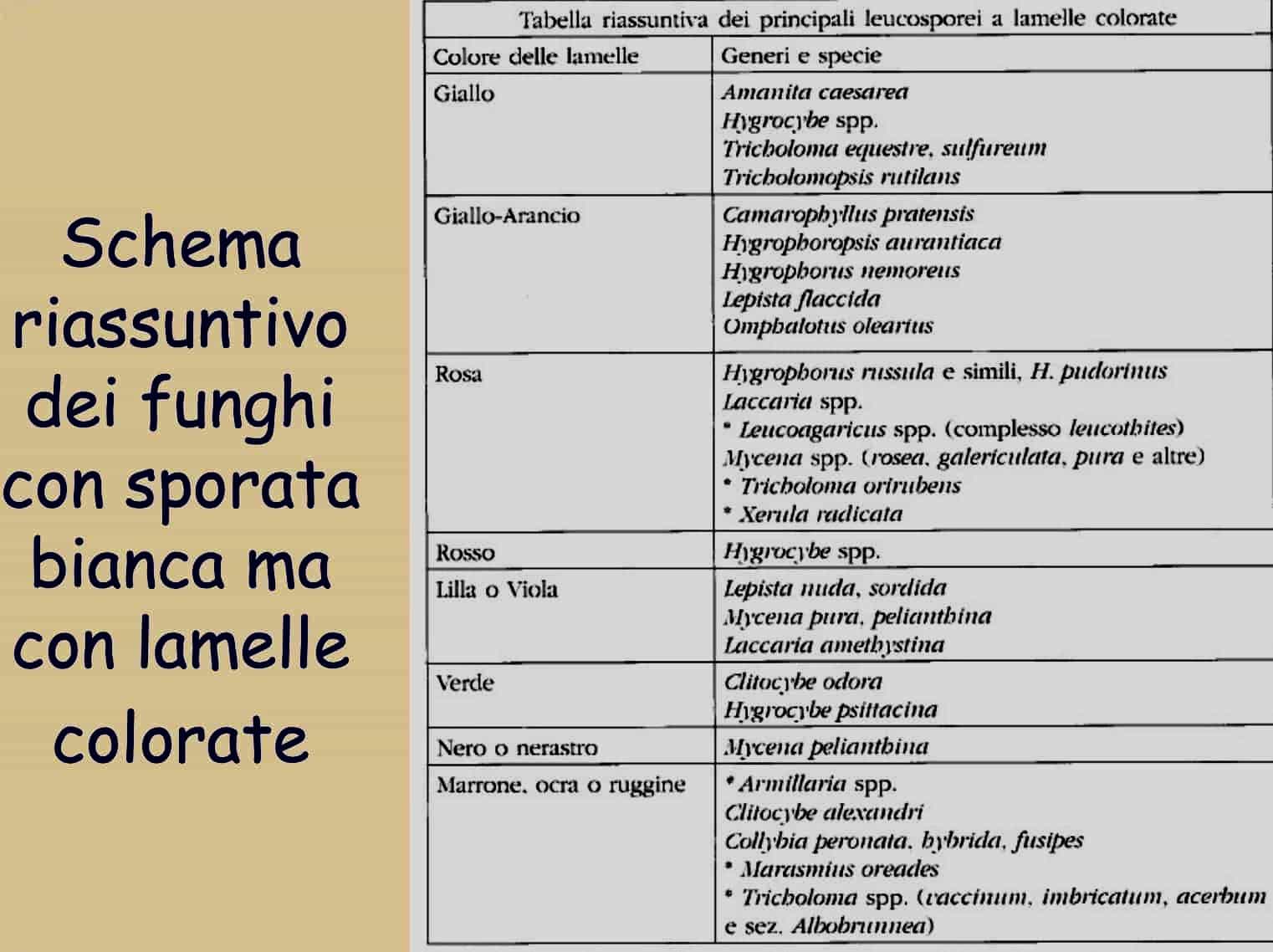SporataBCA Lam colorate