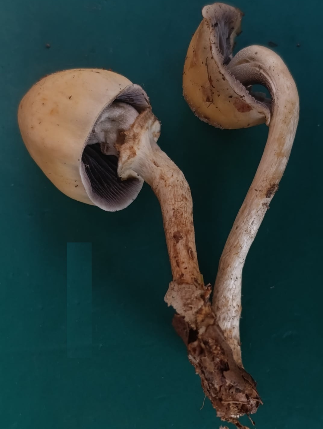 StrophariaSp