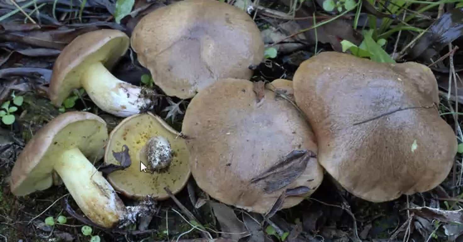 SuillusCollinitus