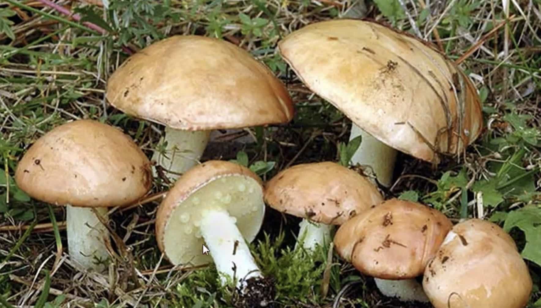 SuillusGranulatus