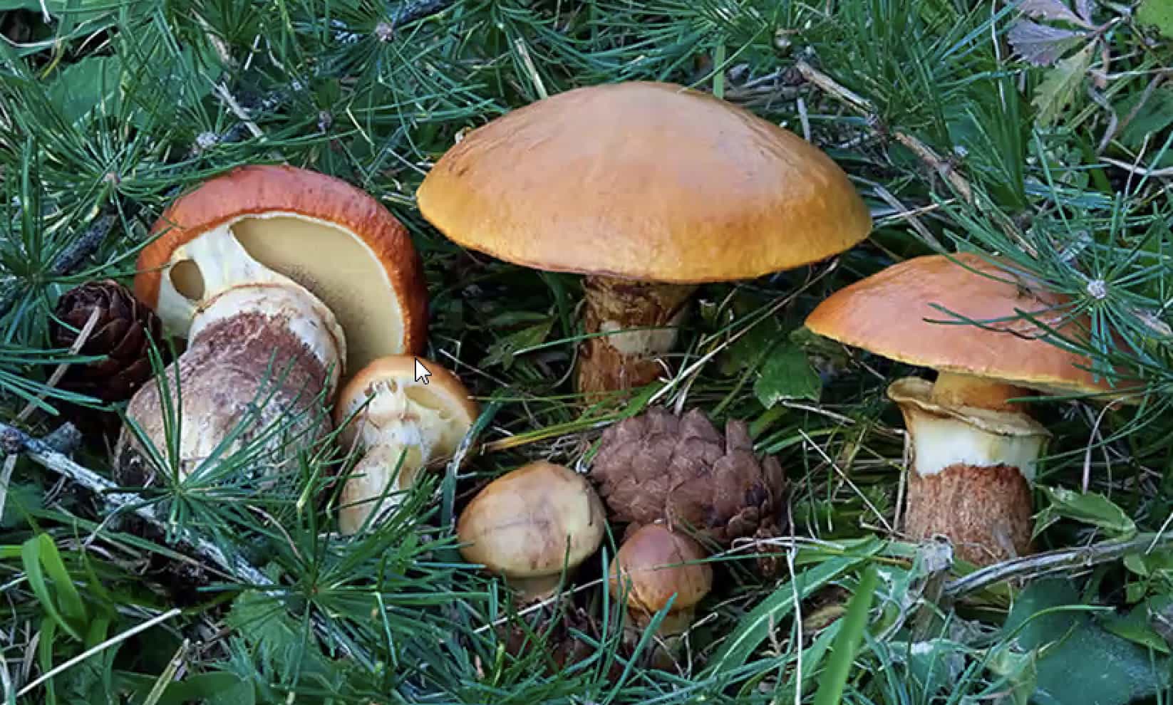 SuillusGravillei