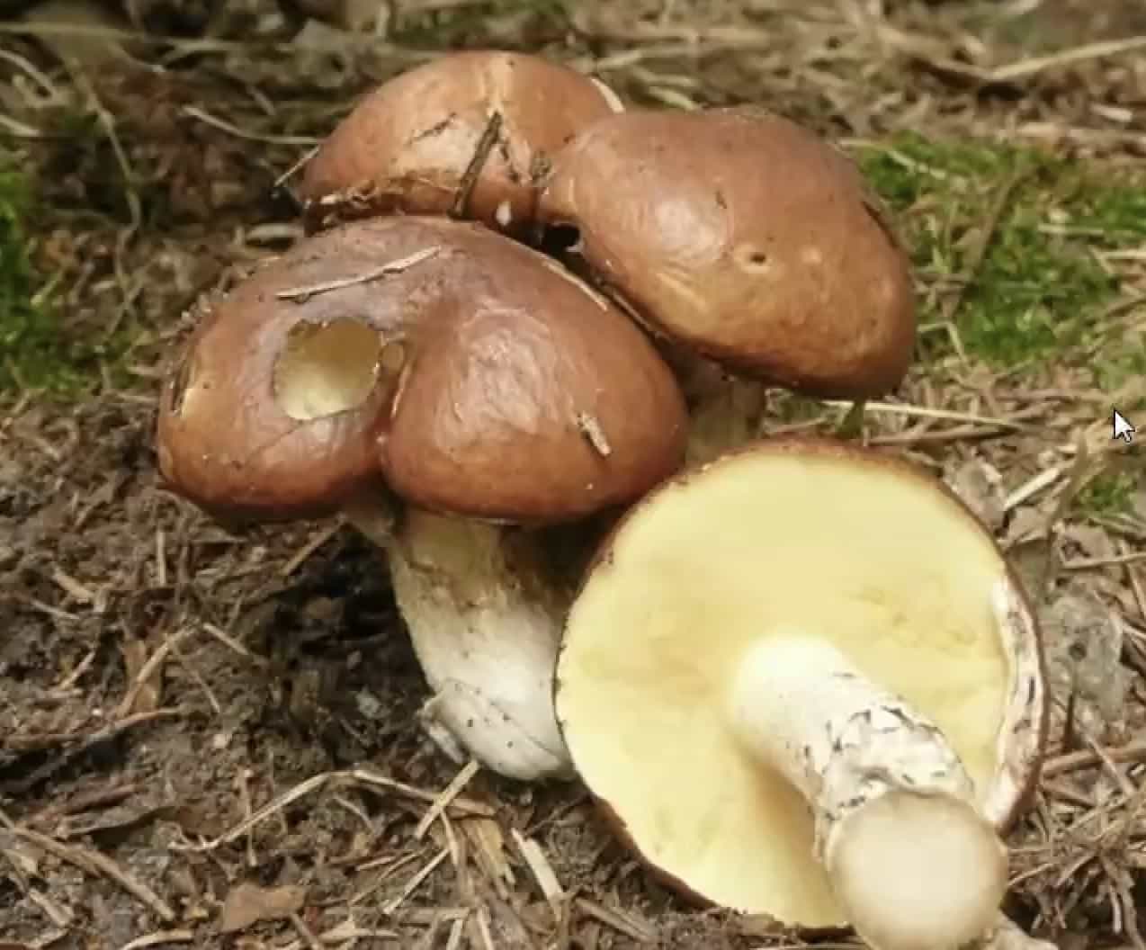 SuillusLuteus